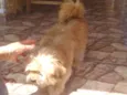Toto e mili