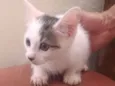 Princesa