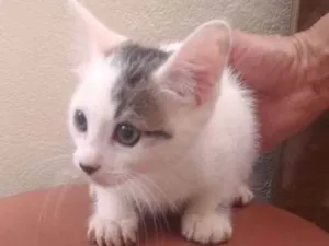 Gato raça Srd idade 2 a 6 meses nome Princesa