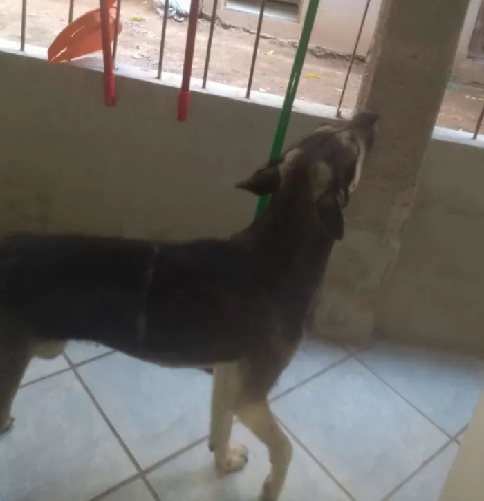 Cachorro ra a Sem espécie  idade 2 anos nome Resgatado