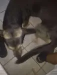 Resgatado