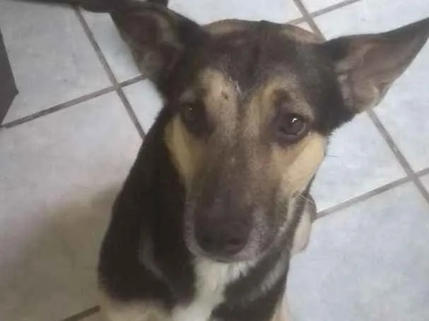 Cachorro ra a Sem espécie  idade 2 anos nome Resgatado