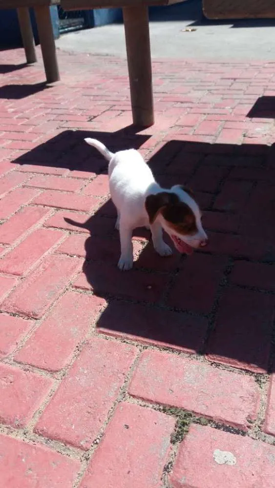 Cachorro raça Vira lata  idade 2 a 6 meses nome Roque 