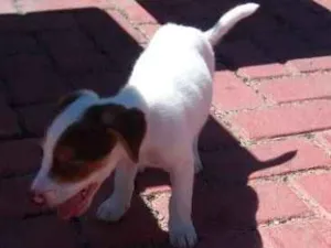 Cachorro raça Vira lata  idade 2 a 6 meses nome Roque 