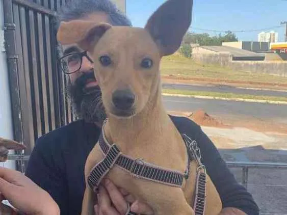 Cachorro ra a Raça não definida  idade 1 ano nome Gabriel