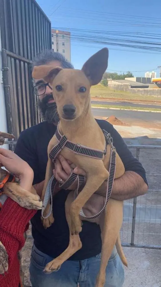 Cachorro ra a Raça não definida  idade 1 ano nome Gabriel