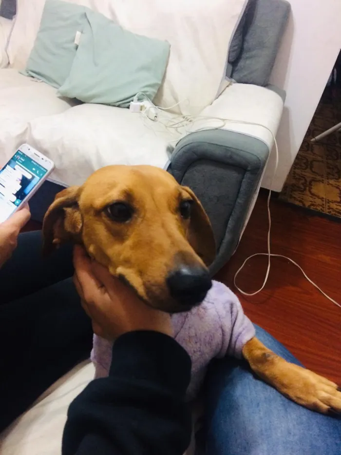 Cachorro ra a Dachshund idade 4 anos nome Mel