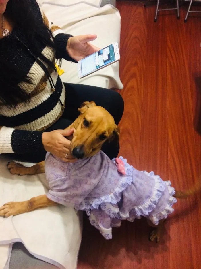 Cachorro ra a Dachshund idade 4 anos nome Mel