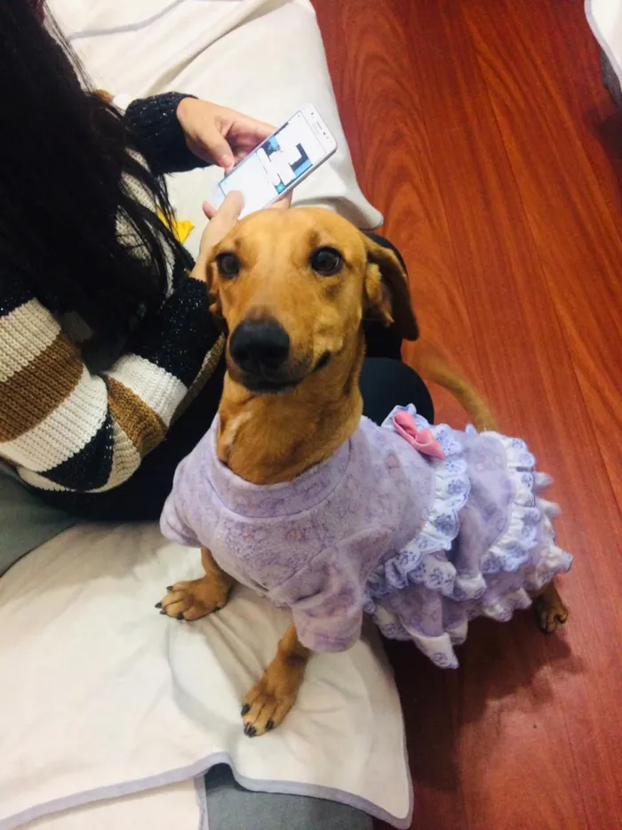Cachorro ra a Dachshund idade 4 anos nome Mel