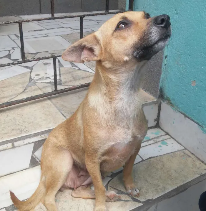 Cachorro raça SRD idade 2 anos nome Lindinha
