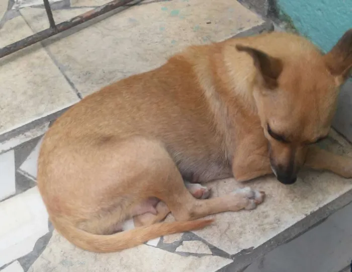 Cachorro raça SRD idade 2 anos nome Lindinha