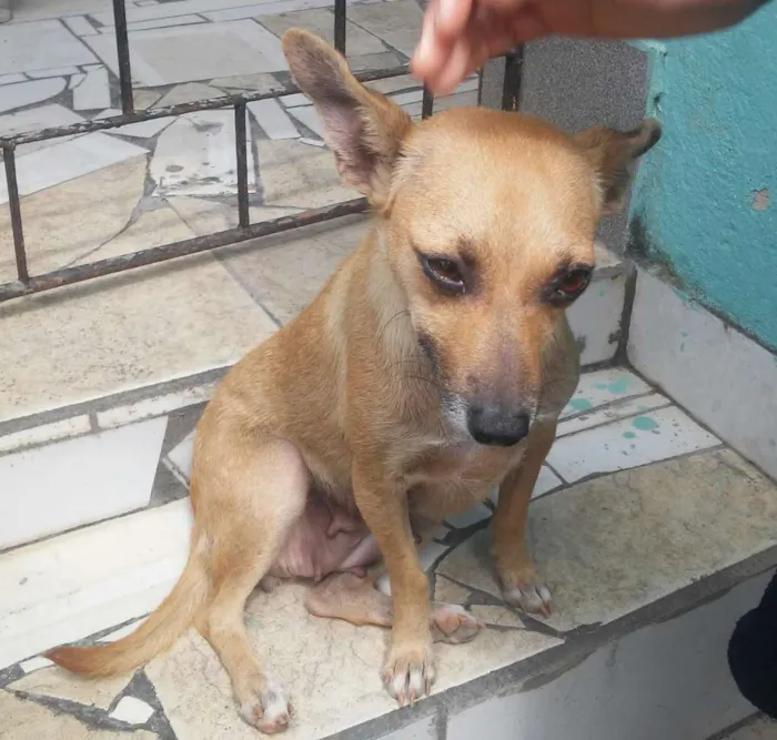 Cachorro raça SRD idade 2 anos nome Lindinha