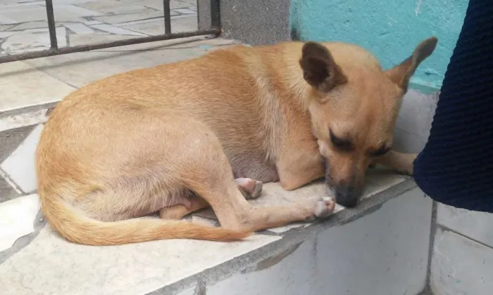 Cachorro raça SRD idade 2 anos nome Lindinha