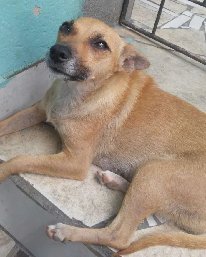 Cachorro raça SRD idade 2 anos nome Lindinha