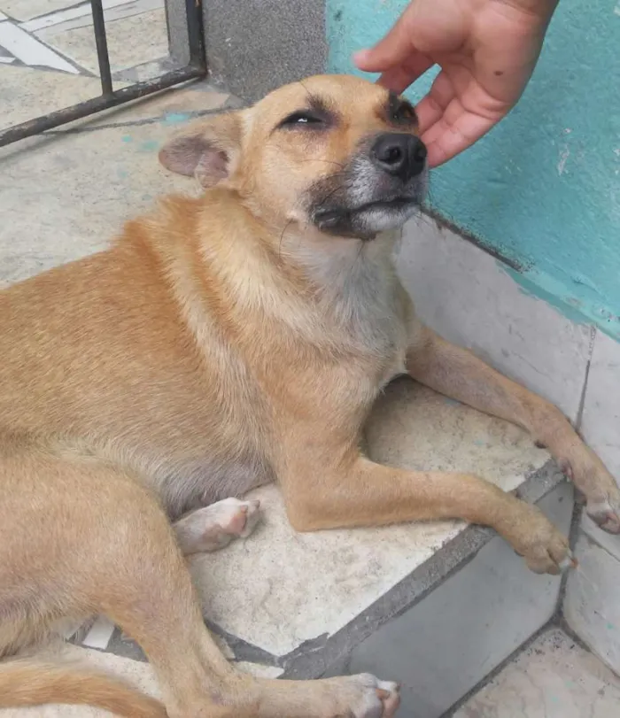 Cachorro raça SRD idade 2 anos nome Lindinha