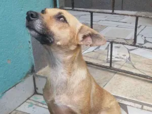 Cachorro raça SRD idade 2 anos nome Lindinha