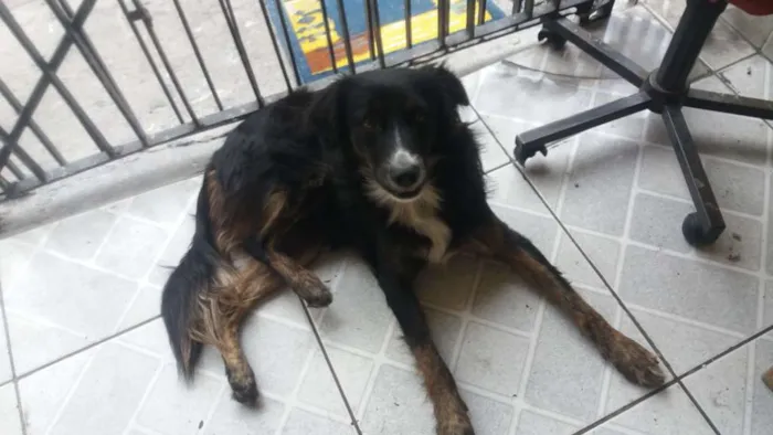 Cachorro raça Vira lata idade 1 ano nome Bob