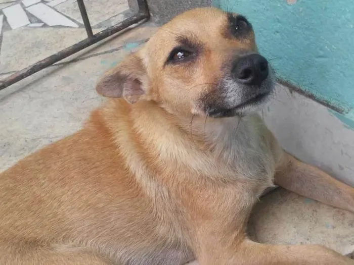 Cachorro raça SRD idade 2 anos nome Lindinha