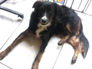 Cachorro raça Vira lata idade 1 ano nome Bob