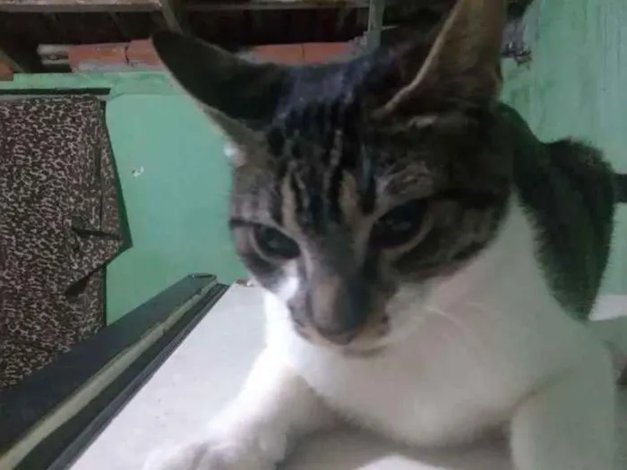 Gato ra a Angorá idade 2 a 6 meses nome Petter