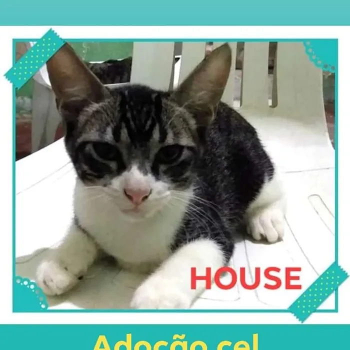 Gato ra a Angorá idade 7 a 11 meses nome HOUSE