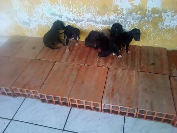 Cachorro raça indefinidos idade Abaixo de 2 meses nome indefinidos