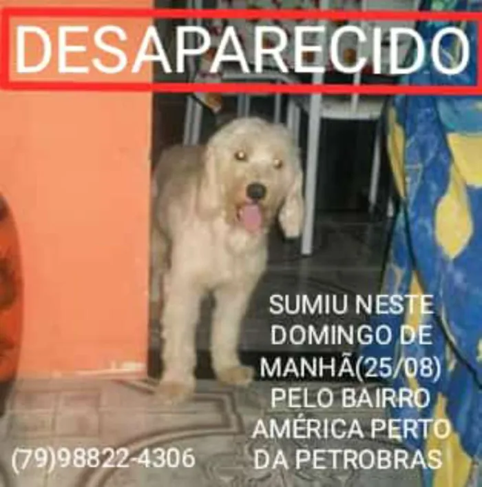 Cachorro ra a Poodle Cockspanell  idade 6 ou mais anos nome Lincoln