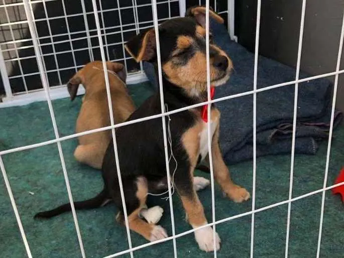 Cachorro ra a Srd idade 2 a 6 meses nome Igor