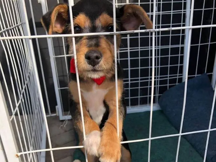 Cachorro ra a Srd idade 2 a 6 meses nome Igor