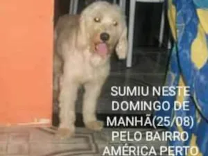 Cachorro raça Poodle Cockspanell  idade 6 ou mais anos nome Lincoln