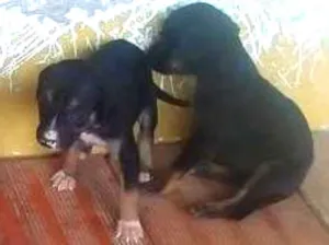 Cachorro raça indefinidos idade Abaixo de 2 meses nome indefinidos