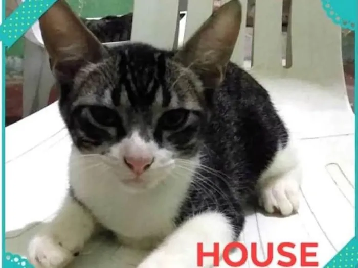 Gato ra a Angorá idade 7 a 11 meses nome HOUSE