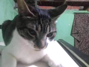 Gato raça Angorá idade 2 a 6 meses nome Petter