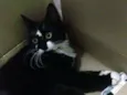 Amélie