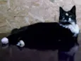 Amélie