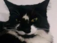 Amélie