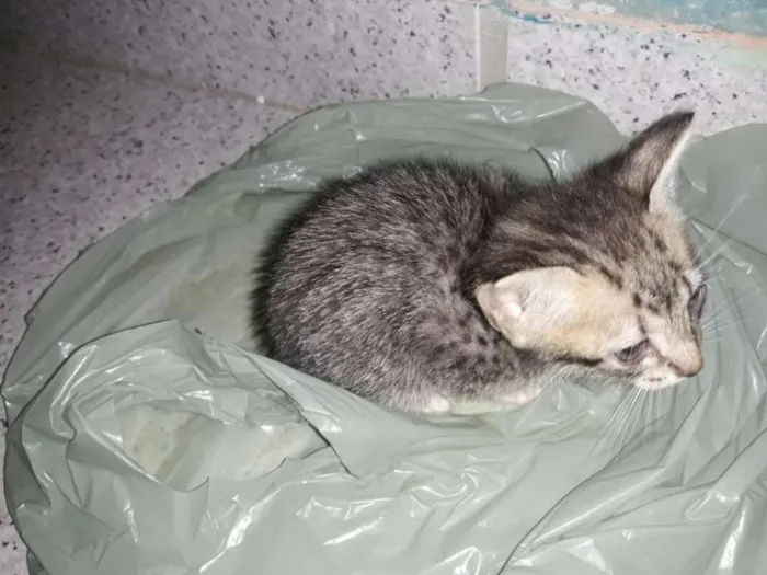 Gato ra a Não tem idade 2 a 6 meses nome Branquinha,Machada,