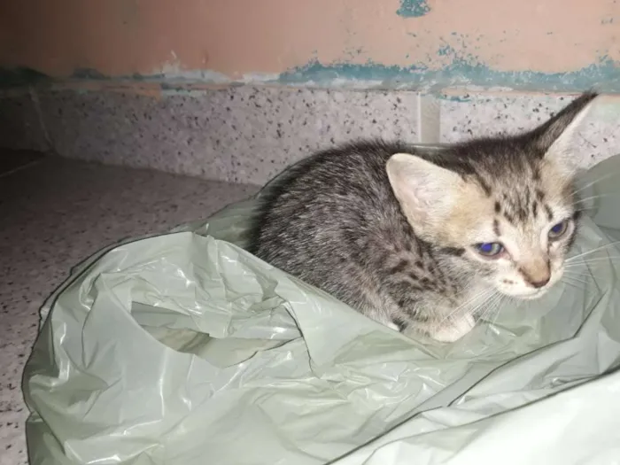 Gato ra a Não tem idade 2 a 6 meses nome Branquinha,Machada,