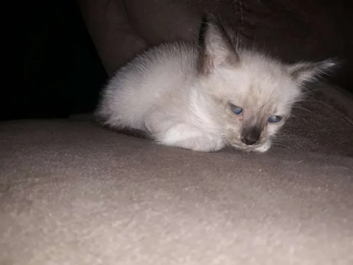 Gato ra a Não tem idade 2 a 6 meses nome Branquinha,Machada,
