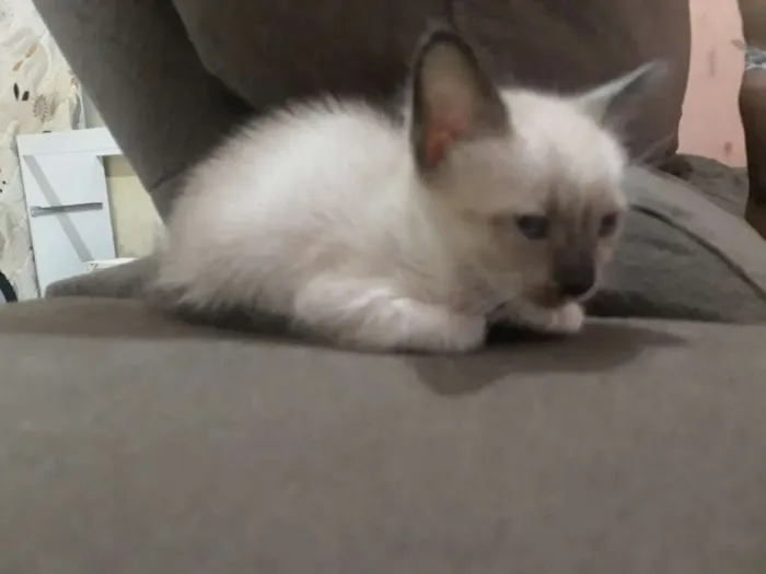 Gato ra a Não tem idade 2 a 6 meses nome Branquinha,Machada,
