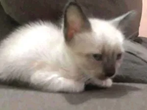 Gato raça Não tem idade 2 a 6 meses nome Branquinha,Machada,
