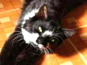 Gato raça Frajola idade 4 anos nome Amélie