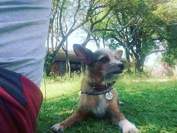 Cachorro ra a SRD idade 6 ou mais anos nome Theodoro