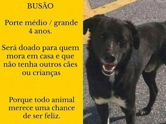 Cachorro ra a Srd idade 4 anos nome BUSÃO