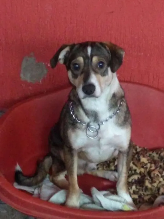 Cachorro ra a Srd idade 2 anos nome MAX