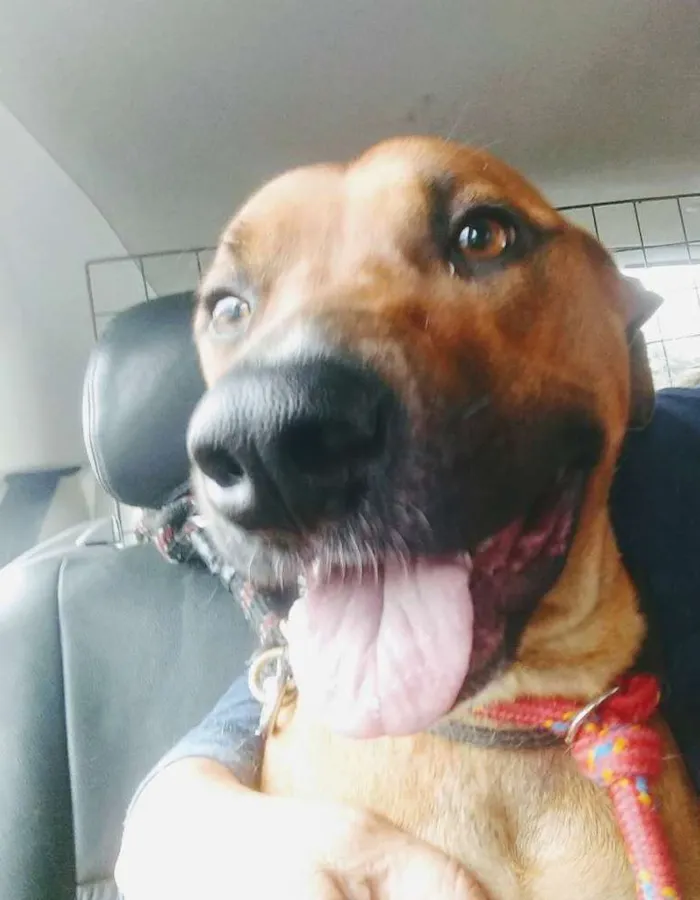 Cachorro ra a Srd idade 2 anos nome PRINCESA
