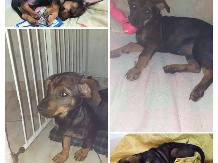 Cachorro raça Não definida  idade 2 a 6 meses nome Scooby Laura 