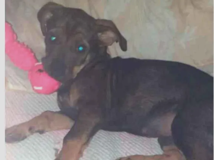 Cachorro raça Não definida  idade 2 a 6 meses nome Scooby Laura 