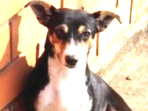 Cachorro raça SRD idade 2 anos nome Chica