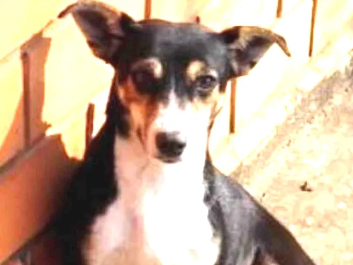 Cachorro ra a SRD idade 2 anos nome Chica